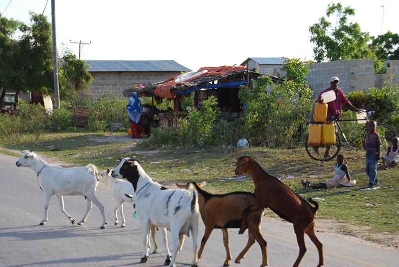 Goats crossing road