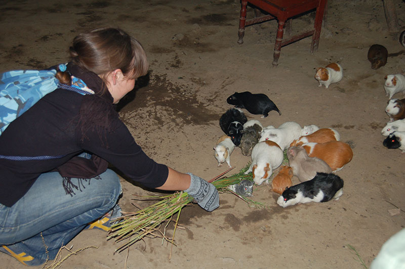 Guinea-pigs at local home