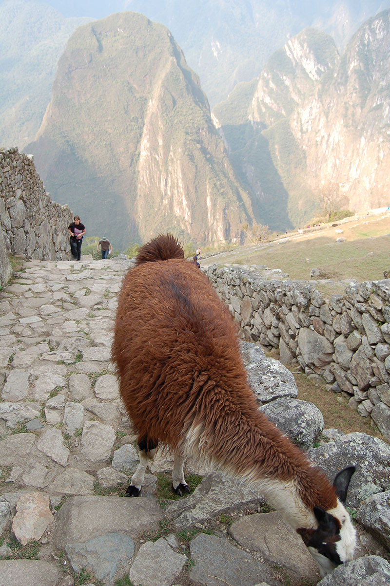 Llama at Machu Picchu