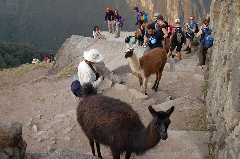 More llamas at Machu Picchu