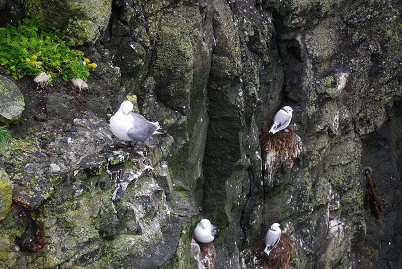 Gulls on Mykines
