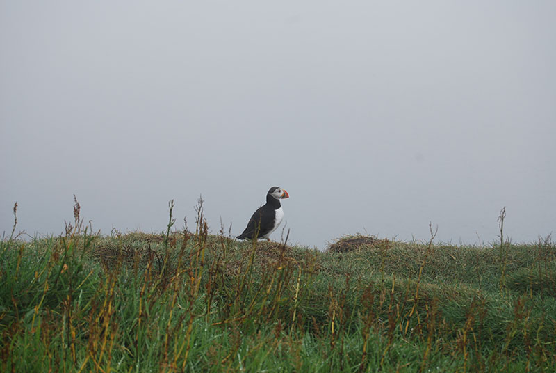 Puffin on Mykines