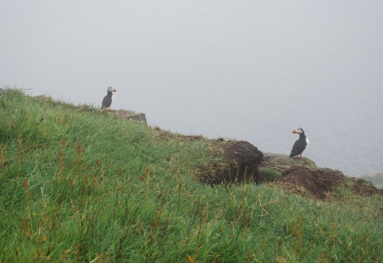 Puffins on Mykines