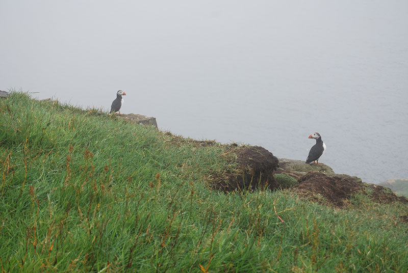 Puffins on Mykines