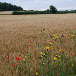 Wheat field near source