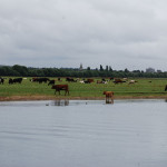 Port Meadow, Oxford