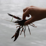 Crayfish, Oxford